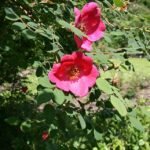 Rosa moyesii bloem met helder rood en gele meeldraden.