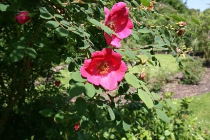 Rosa moyesii bloem met helder rood en gele meeldraden.