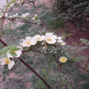 Gele bloemen van Rosa xanthina contrastrijk tegen donkergroen blad.