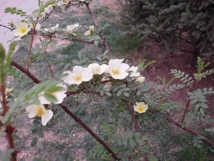 Gele bloemen van Rosa xanthina contrastrijk tegen donkergroen blad.