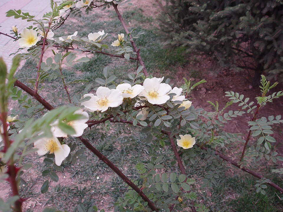 Gele bloemen van Rosa xanthina contrastrijk tegen donkergroen blad.