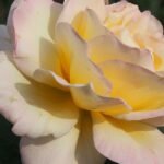 Rosa 'Garden Party' bloemen in roze en witte tinten.