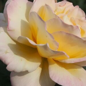 Rosa 'Garden Party' bloemen in roze en witte tinten.