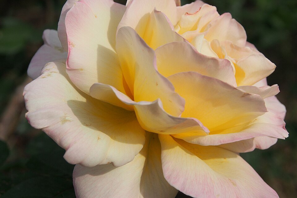 Rosa 'Garden Party' bloemen in roze en witte tinten.