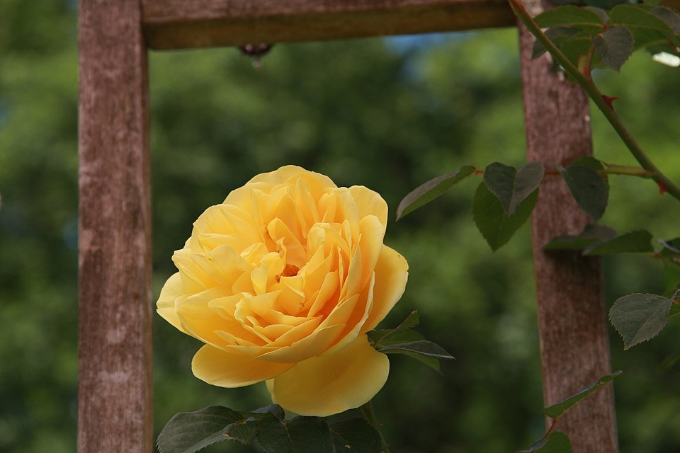 Gele roos met Graham Thomas-bloemblaadjes en groene bladeren.