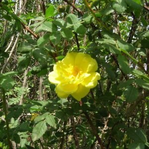 Yellow Rosa 'Harison's Yellow' flower with green leaves and thorns.