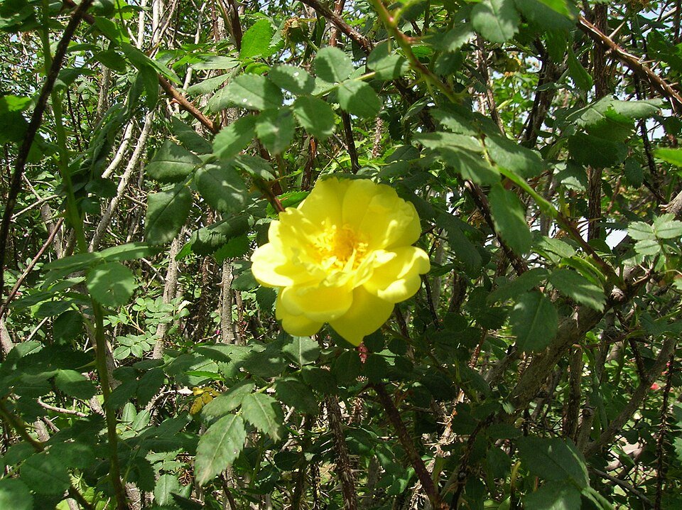 Yellow Rosa 'Harison's Yellow' flower with green leaves and thorns.