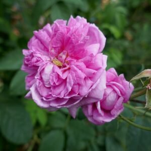 Pink Rosa 'Ispahan' blooming with lush petals and green leaves.