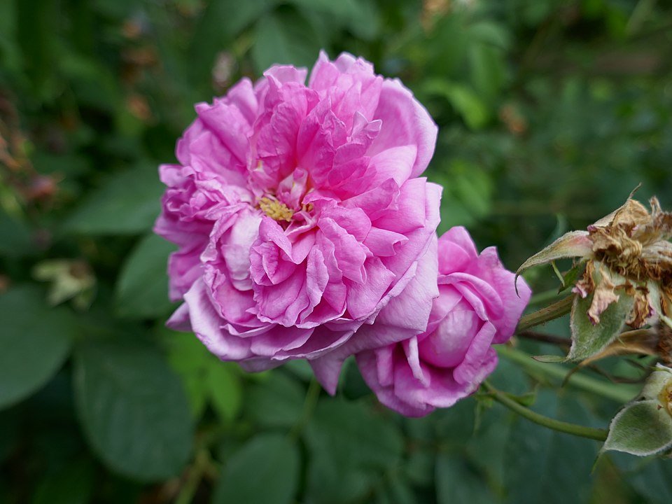 Pink Rosa 'Ispahan' blooming with lush petals and green leaves.