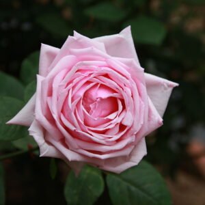 Elegante roze Rosa 'La France' bloem in Franse stijl.