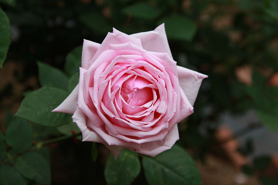 Elegante roze Rosa 'La France' bloem in Franse stijl.