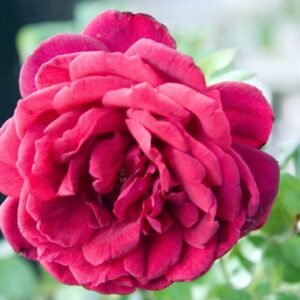 Dieprode rozenvariëteit 'Oklahoma' in volle bloei.