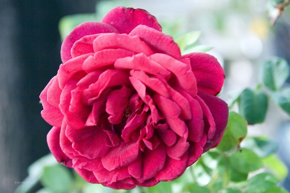 Dieprode rozenvariëteit 'Oklahoma' in volle bloei.