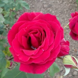 Dieprode Papa Meilland rozen met weelderige bladeren in volle bloei.