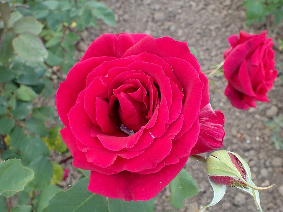 Dieprode Papa Meilland rozen met weelderige bladeren in volle bloei.