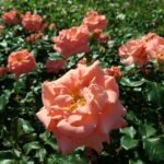 Rosa 'Pink Wonder' bloem met delicate roze bloemblaadjes en groen blad.