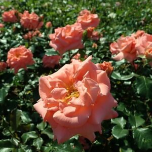 Rosa 'Pink Wonder' bloem met delicate roze bloemblaadjes en groen blad.