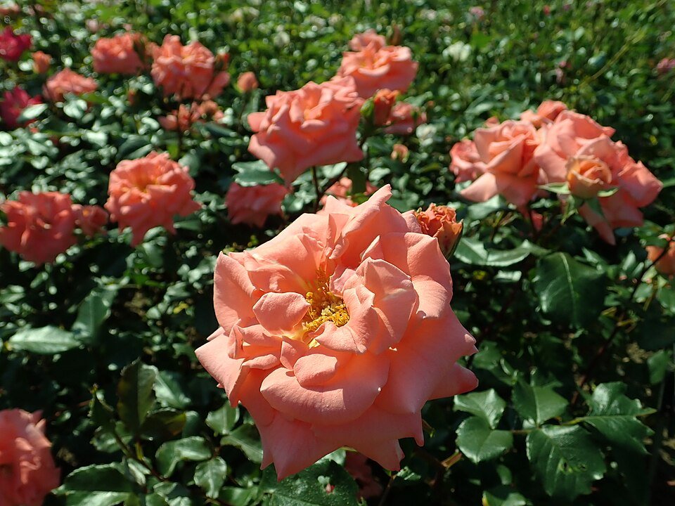 Rosa 'Pink Wonder' bloem met delicate roze bloemblaadjes en groen blad.