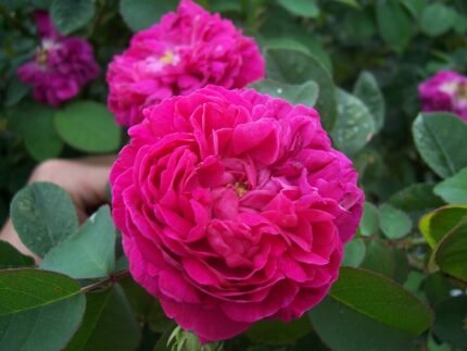Dark red Rosa 'De Rescht' rose with lush petals in bloom.