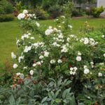Witte struikroos met sneeuwwitte bloemen en groen blad.