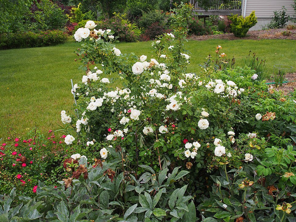 Witte struikroos met sneeuwwitte bloemen en groen blad.