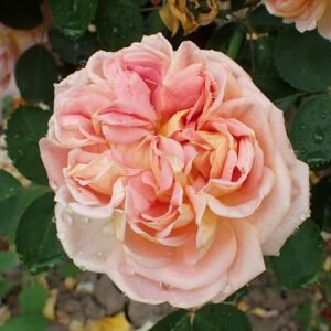 Golden rose with radiant petals and green leaves - Rosa Soleil d'Or.