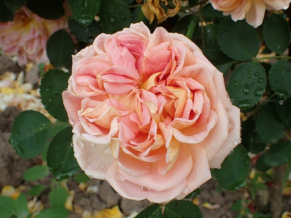Golden rose with radiant petals and green leaves - Rosa Soleil d'Or.