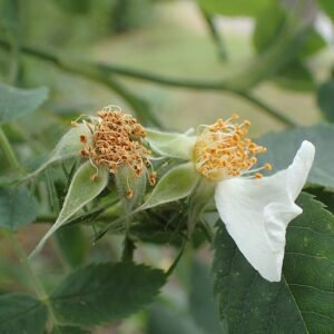 Zachtroze bloemen van Rosa achburensis met groene bladeren.