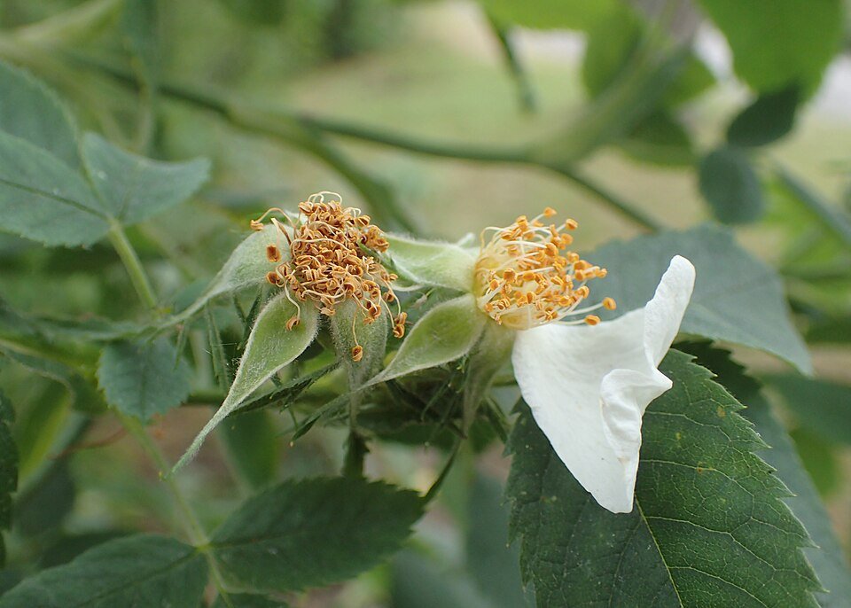 Zachtroze bloemen van Rosa achburensis met groene bladeren.