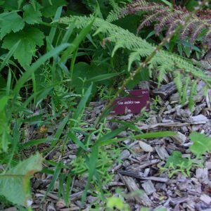 Bloeiende Rosa arabica bloemen bij Conservatoire botanique national de Brest.