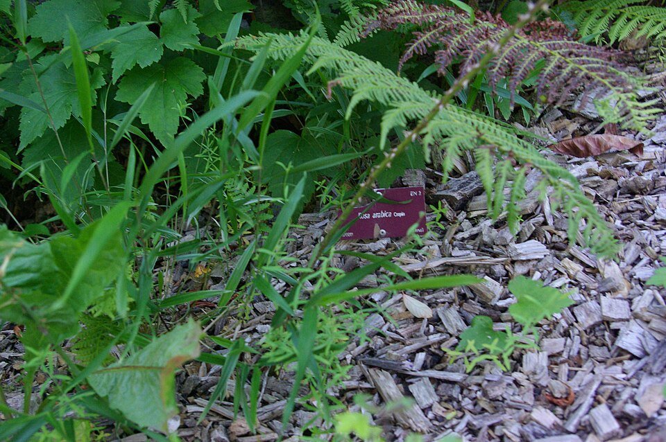 Bloeiende Rosa arabica bloemen bij Conservatoire botanique national de Brest.