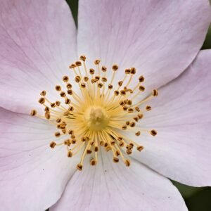 Light pink Rosa arkansana shrub with green leaves against a blurred background.
