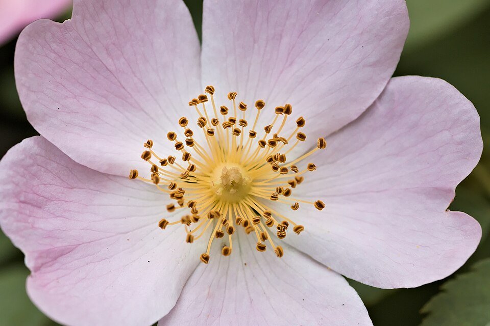 Light pink Rosa arkansana shrub with green leaves against a blurred background.