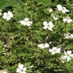 Bloeiende Bosroos plant met roze bloemen op groen blad.