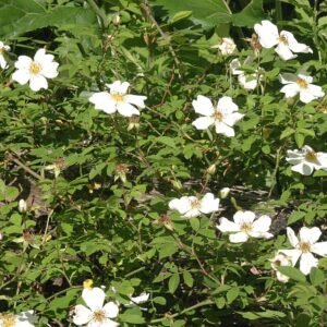 Bloeiende Bosroos plant met roze bloemen op groen blad.