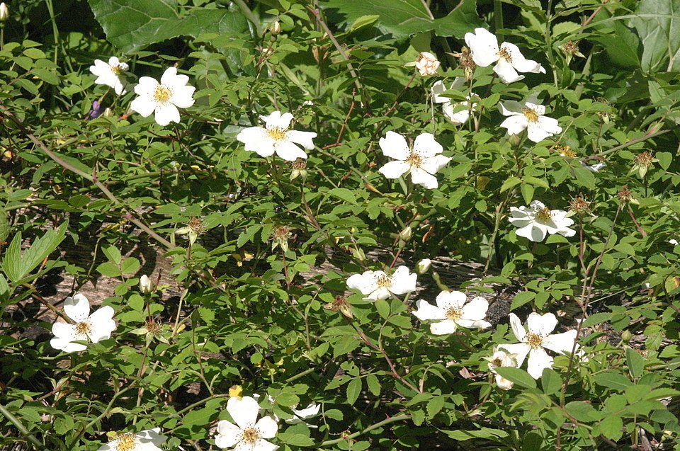 Bloeiende Bosroos plant met roze bloemen op groen blad.