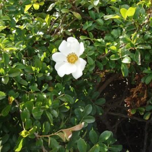 White Rosa bracteata rose with green leaves on light background.