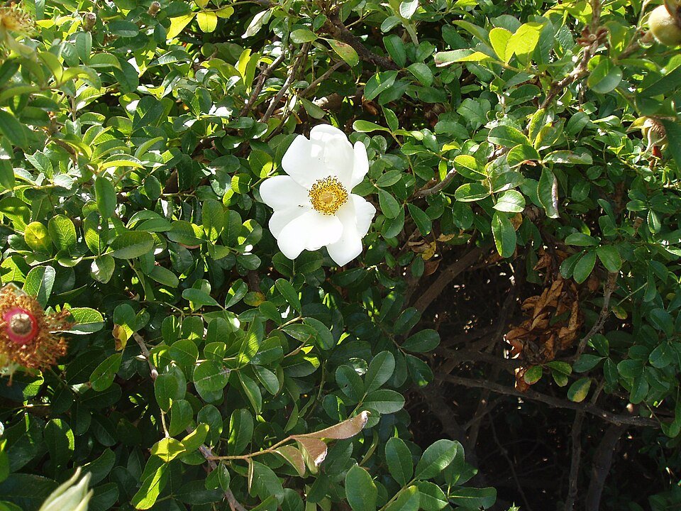 White Rosa bracteata rose with green leaves on light background.