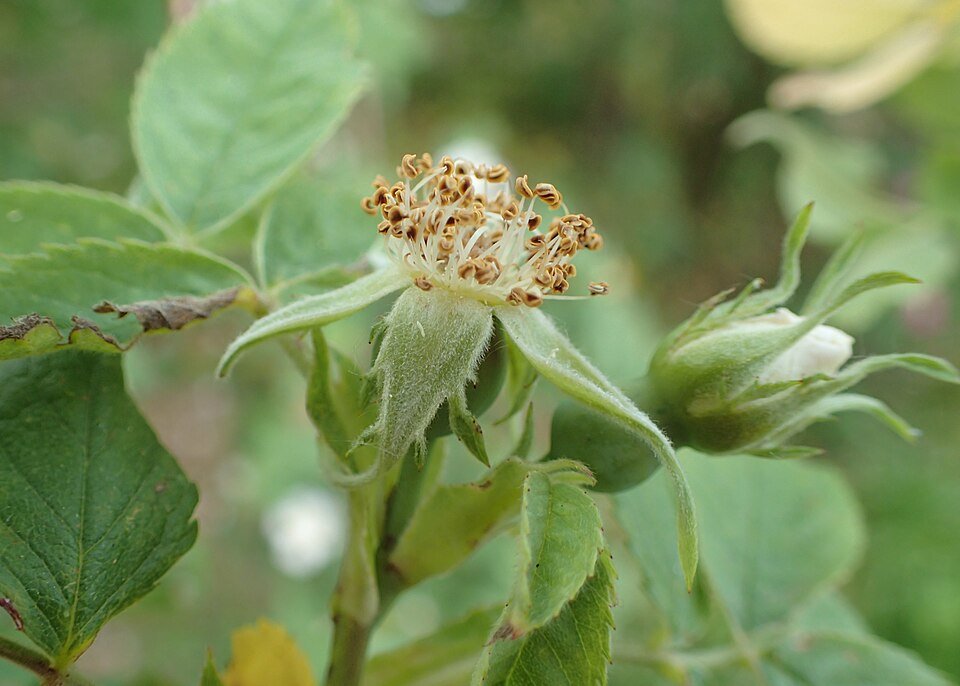 Behaarde struweelroos met paarse bloemen op kalkrijke grond.