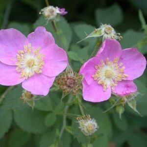 Bloeiende Rosa californica wilde rozenstruik met roze bloemen en groene bladeren.