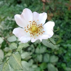 Witte bloemen en groen blad van Heggenroos op kleigrond.