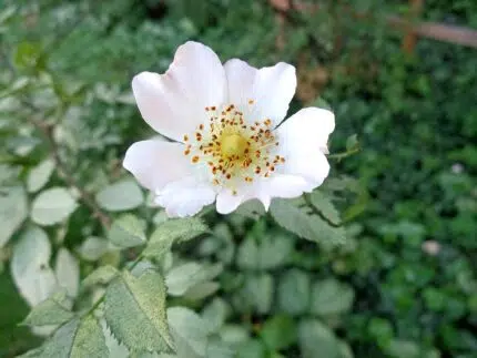 Witte bloemen en groen blad van Heggenroos op kleigrond.