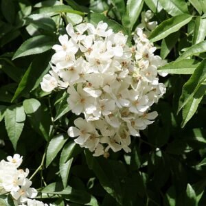 Helderroze Rosa cymosa bloemen met groene bladeren op zachte achtergrond.