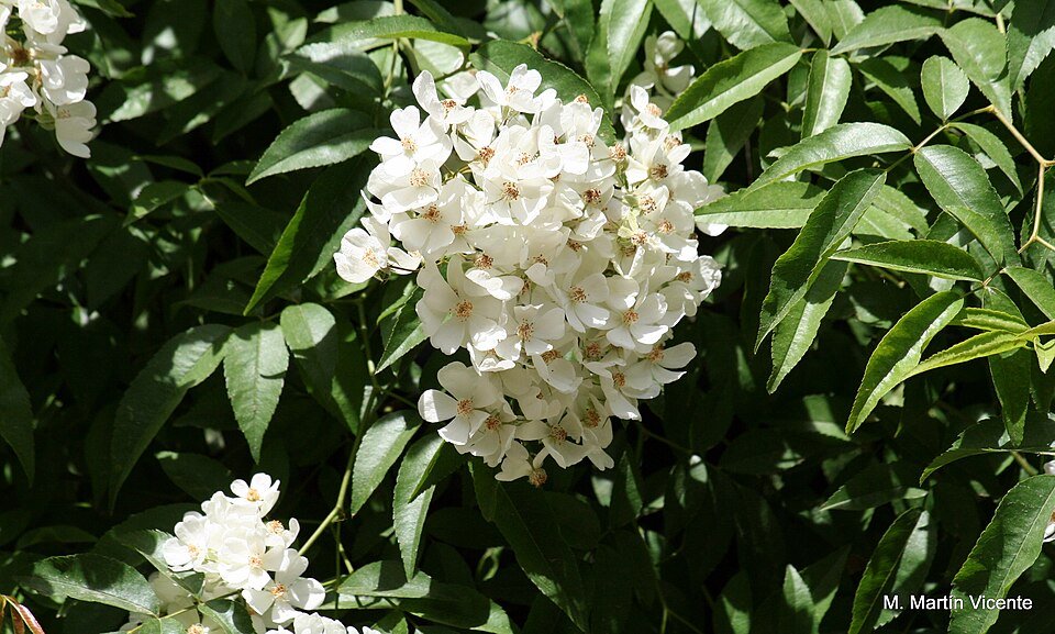 Helderroze Rosa cymosa bloemen met groene bladeren op zachte achtergrond.