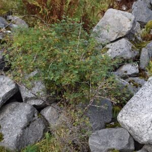 Rosa dumalis plant met roze bloemen en donkergroen blad.