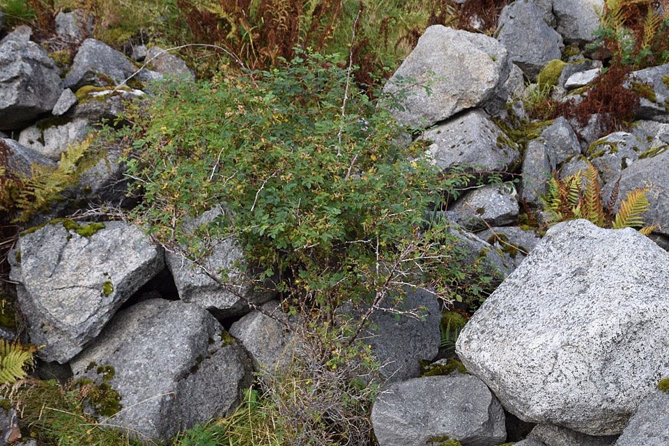 Rosa dumalis plant met roze bloemen en donkergroen blad.