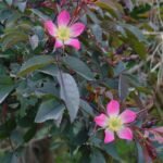 Rosa glauca struik met blauwgroen blad en rode stelen.