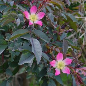 Rosa glauca struik met blauwgroen blad en rode stelen.