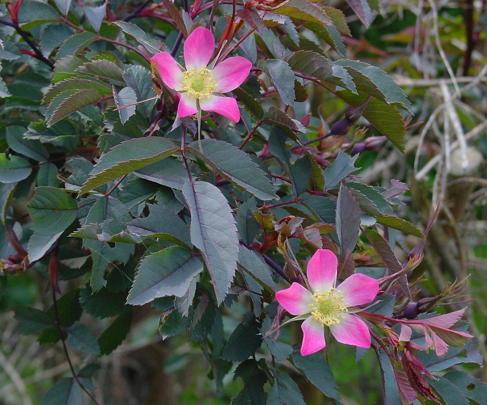 Rosa glauca struik met blauwgroen blad en rode stelen.