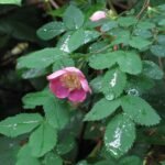 Delicate witte Rosa gymnocarpa bloem met groene bladeren op natuurlijke achtergrond.